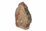 9.3" Colorful Petrified Wood (Araucarioxylon) Stand-up - Arizona - #199036-2